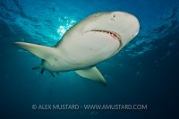 Lemon shark and sun. Bahamas
