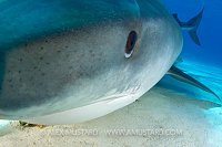Tiger shark, very close, portrait. Bahamas