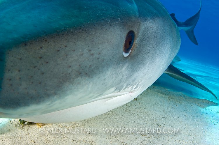 Tiger shark, very close, portrait. Bahamas