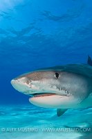 Tiger Shark portrait. Bahamas