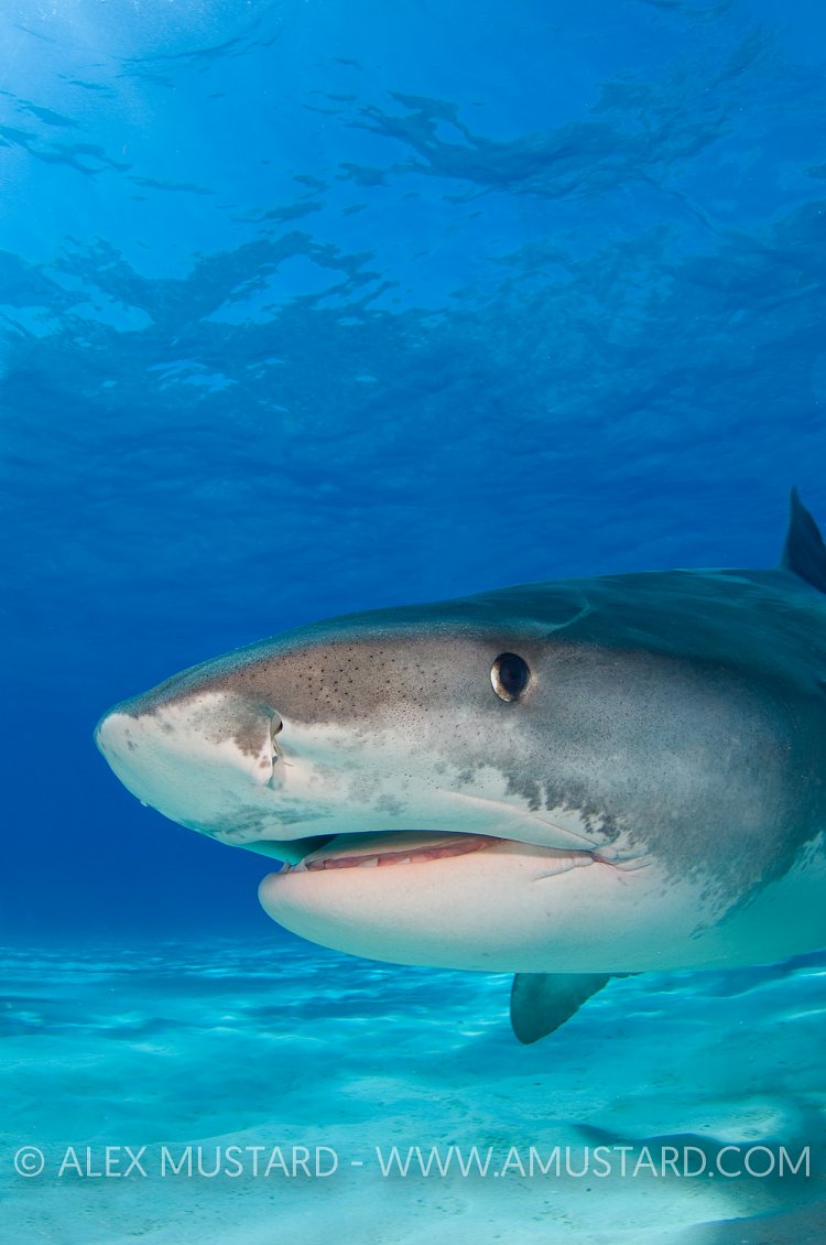 Tiger Shark portrait. Bahamas
