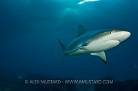 Caribbean reef shark over wreck. Bahamas.