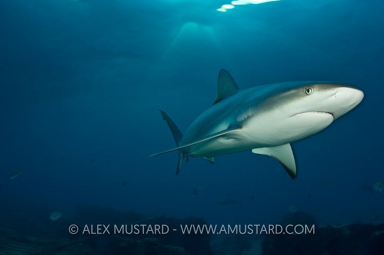 Caribbean reef shark over wreck. Bahamas.