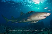Lemon shark on the Sugar Wreck, Bahamas