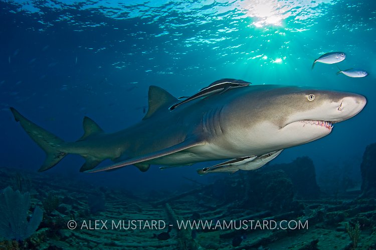 Lemon shark on the Sugar Wreck, Bahamas