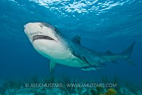 Tiger shark in shallow water