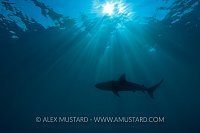 Reef shark silhouette