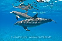 Bottlenose dolphins, Bahamas