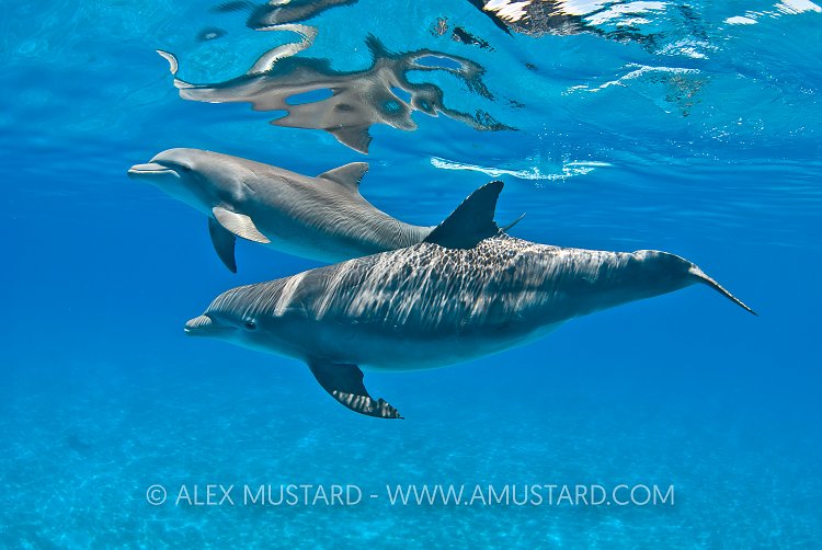 Bottlenose dolphins, Bahamas