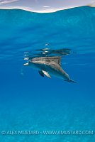 Bottlenose dolphins, Bahamas