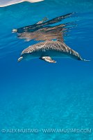 Bottlenose dolphin, Bahamas