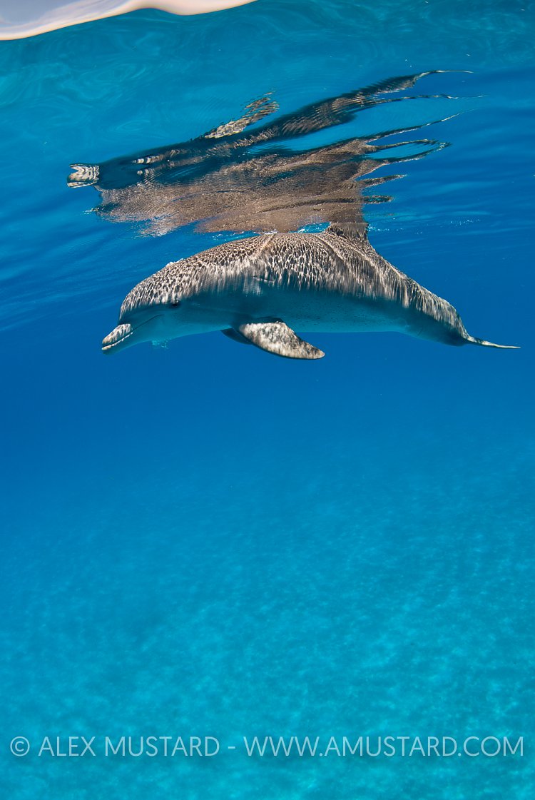 Bottlenose dolphin, Bahamas