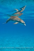 Bottlenose dolphin, Bahamas