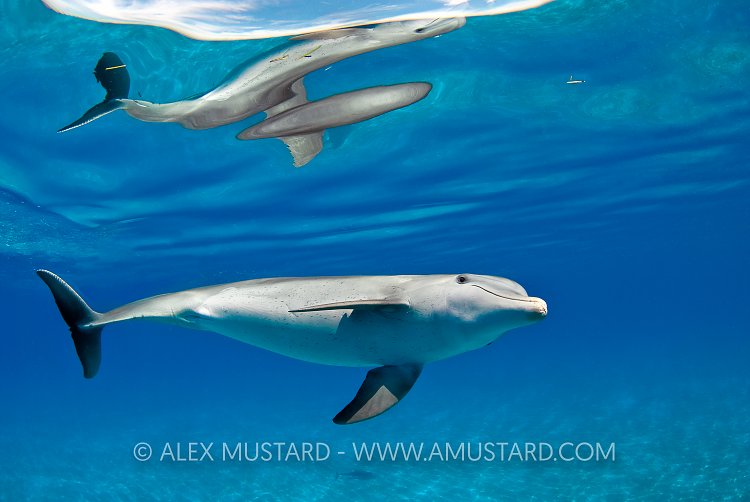 Bottlenose dolphin reflection. Bahamas