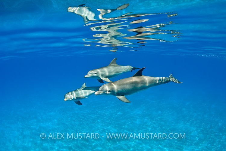 Bottlenose dolphins, Bahamas