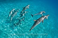 Pod of bottlenose dolphins, Bahamas