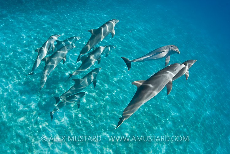 Pod of bottlenose dolphins, Bahamas