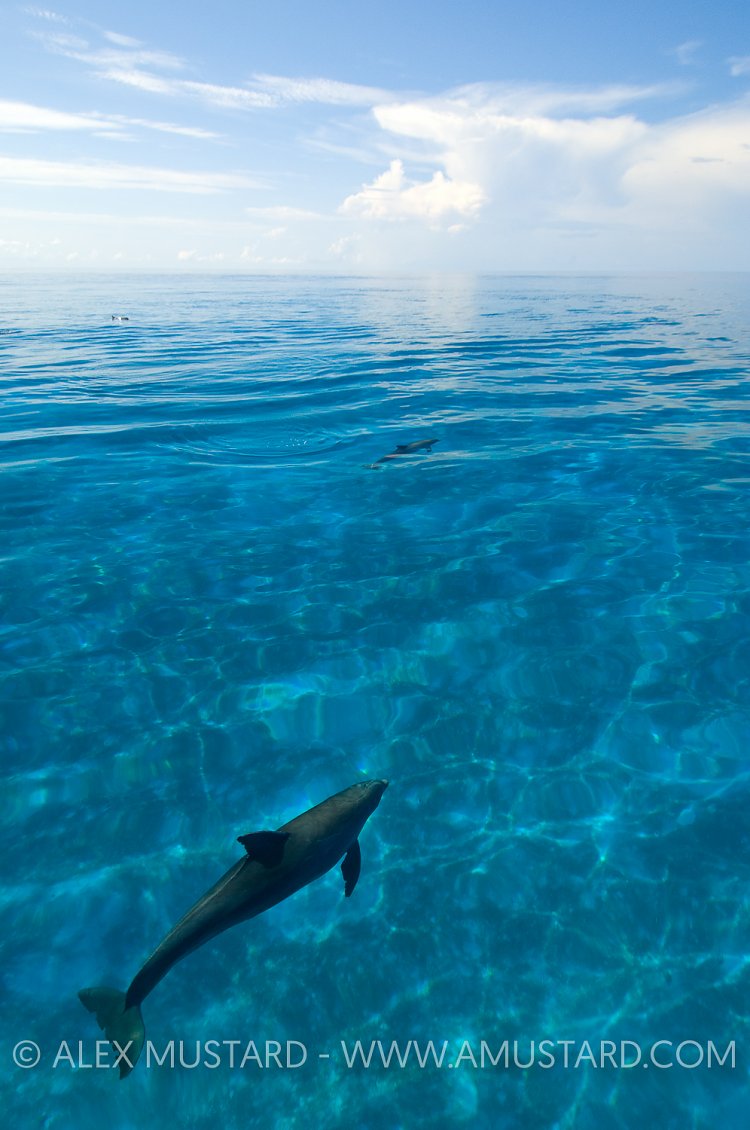 Bottlenose dolphins. Bahamas