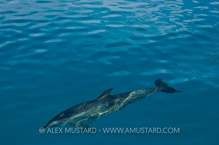 Spotted dolphin swimming over Bahama Banks.