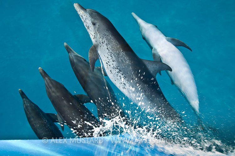 Pod of spotted dolphins ride bow of boat. Bahamas