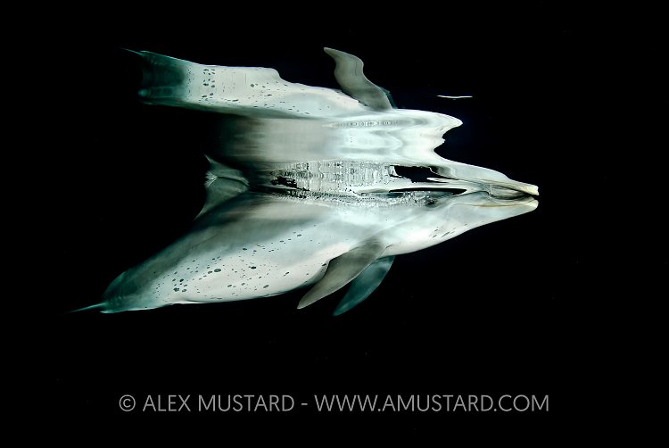 Atlantic spotted dolphin at night.