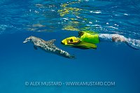 Bottlenose dolphin and snorkeller on scooter, Bahamas