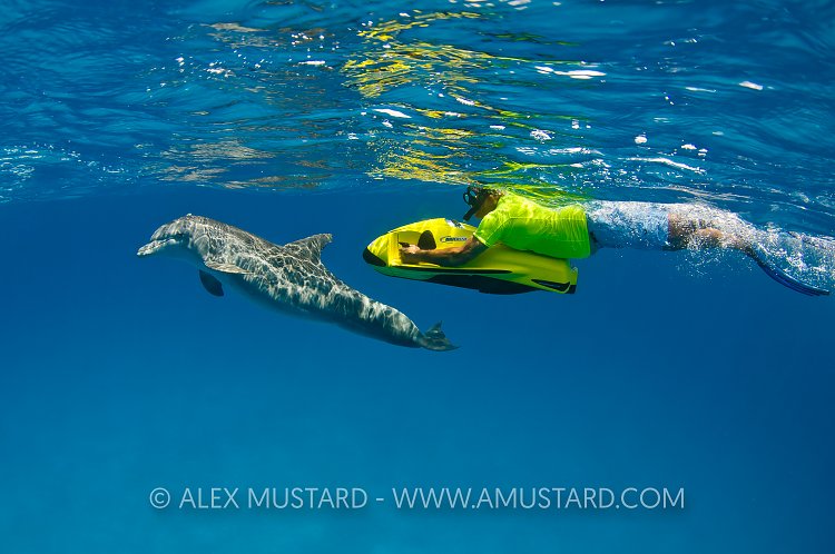 Bottlenose dolphin and snorkeller on scooter, Bahamas