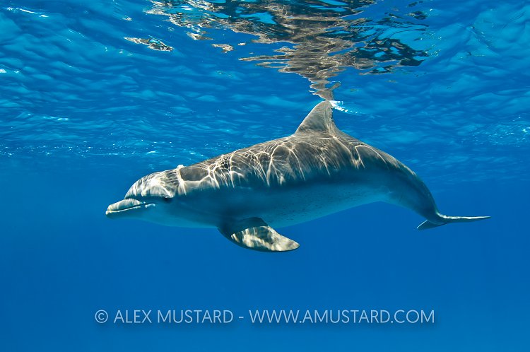 Bottlenose dolphin, Bahamas