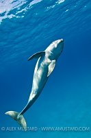 Bottlenose dolphin, Bahamas