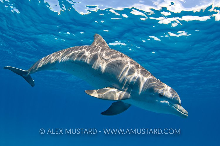 Bottlenose dolphin, Bahamas