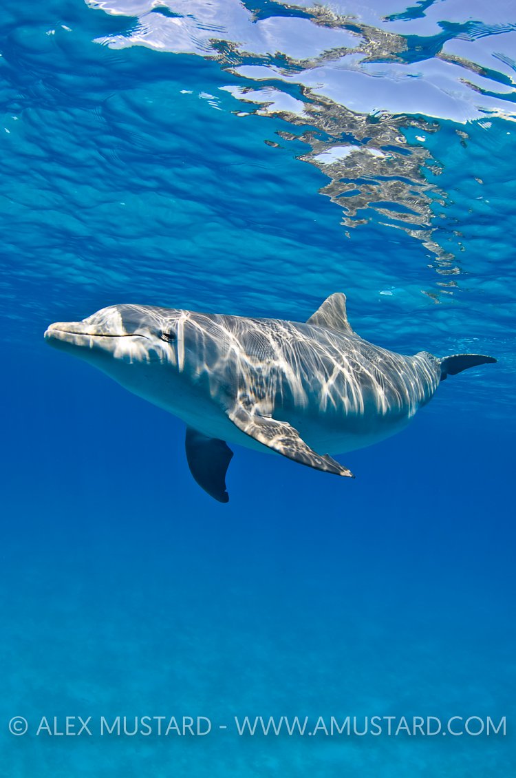Bottlenose dolphin, Bahamas