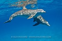 Bottlenose dolphins, Bahamas