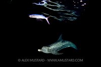 Spotted dolphin hunts at night.