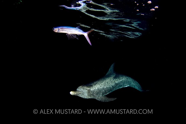 Spotted dolphin hunts at night.