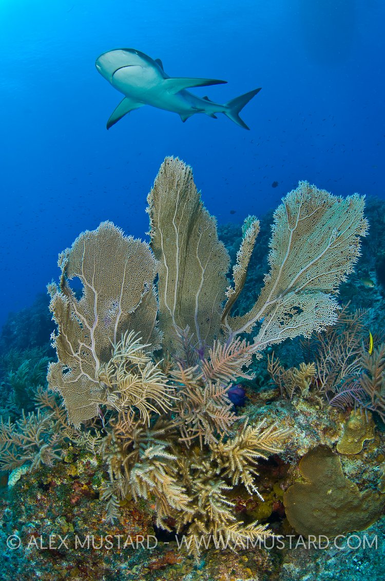 Caribbean reef shark over coral reef.