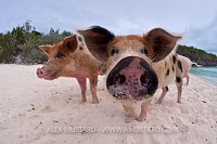 Piglets on the beach. Bahamas