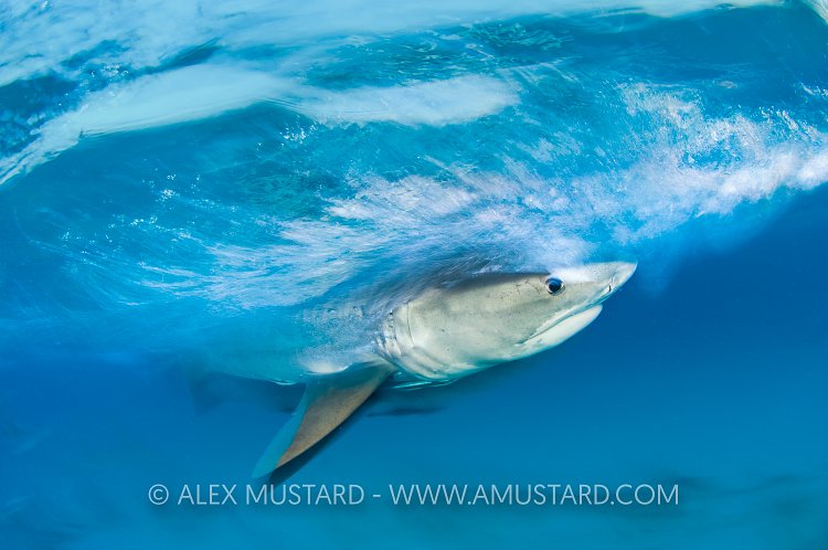 Tiger shark at surface. Bahamas