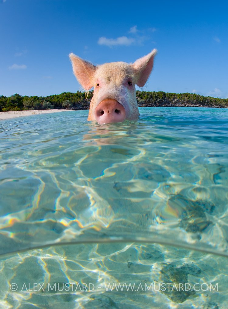 Swimming pig!