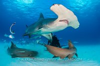 Hammerhead Feed. Bahamas