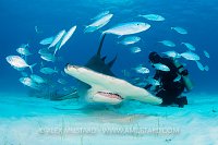 Hammerhead In Jacks. Bahamas