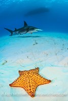 Sea Star And Hammerhead. Bahamas
