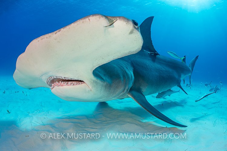 Hammerhead Close Pass. Bahamas