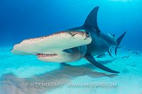 Hammerhead Pass. Bahamas