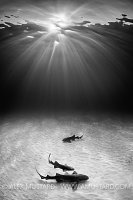 Nurse Sharks In Sun. Bahamas