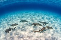 Nurse Shark Gathering. Bahamas
