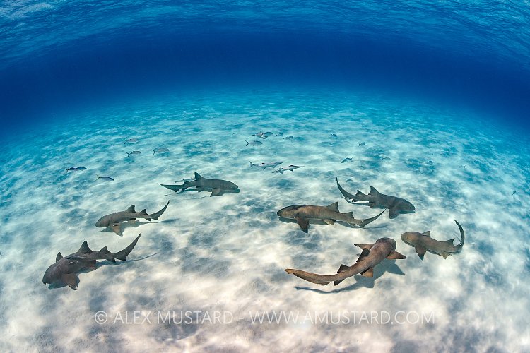 Nurse Shark Gathering. Bahamas