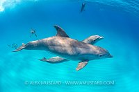 Bottlenose Pair. Bahamas