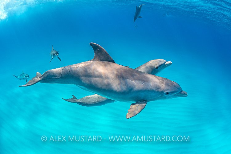 Bottlenose Pair. Bahamas