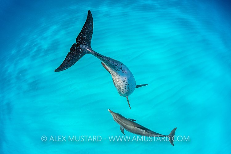 Dolphin Pair. Bahamas