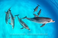 Spotted Dolphin Pod. Bahamas